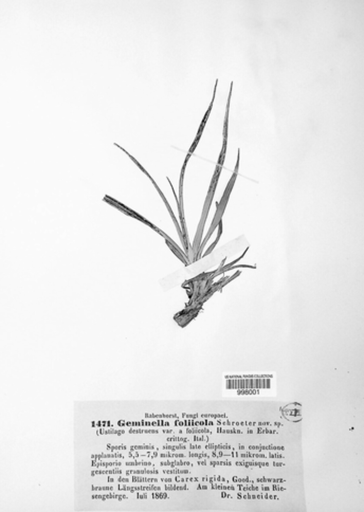 Geminella foliicola image